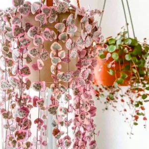 String of Hearts Plant - Trailing Succulent - 2.5 Inch Pot - Hanging Houseplant