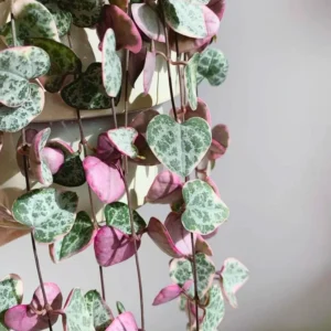 String of Hearts Plant - Trailing Succulent - 2.5 Inch Pot - Hanging Houseplant