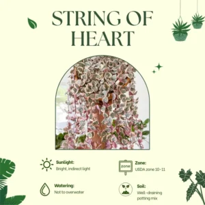 String of Hearts Plant - Trailing Succulent - 2.5 Inch Pot - Hanging Houseplant