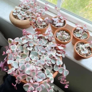 String of Hearts Plant - Trailing Succulent - 2.5 Inch Pot - Hanging Houseplant