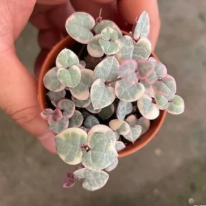 String of Hearts Plant - Trailing Succulent - 2.5 Inch Pot - Hanging Houseplant