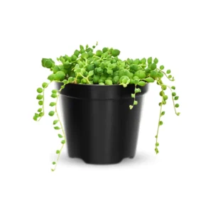 String of Pearls Plant Trailing Succulent 4 Inch Hanging Basket