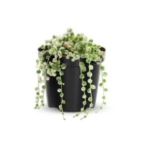 String of Pearls Plant Trailing Succulent 4 Inch Hanging Basket