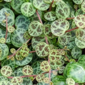 String of Turtles Plant - Live Succulent Vine - 3 Inch Pot - Indoor Planting