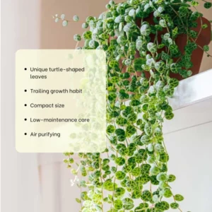 String of Turtles Plant - Live Succulent Vine - 3 Inch Pot - Indoor Planting