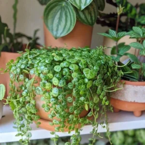 String of Turtles Plant - Live Succulent Vine - 3 Inch Pot - Indoor Planting