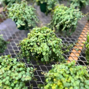 String of Turtles Plant - Live Succulent Vine - 3 Inch Pot - Indoor Planting