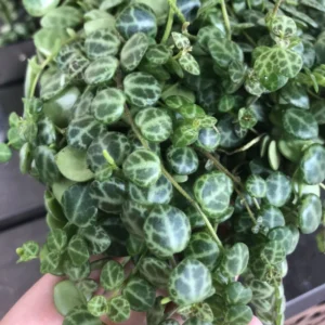 String of Turtles Succulent Live Trailing Houseplant 3 Inch Pot