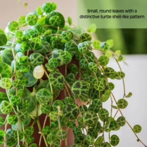 String of Turtles Succulent Live Trailing Houseplant 3 Inch Pot