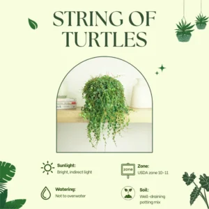 String of Turtles Succulent Live Trailing Houseplant 3 Inch Pot