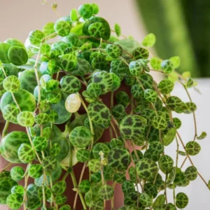 String of Turtles Succulent Live Trailing Houseplant 3 Inch Pot