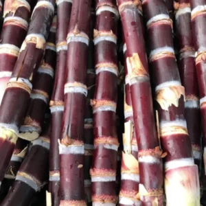 Sugar Cane Plants Live Cuttings - Easy Growing Sweet Sugarcane