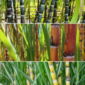 Sugar Cane Plants Live Cuttings - Easy Growing Sweet Sugarcane
