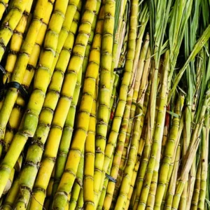 Sugar Cane Plants Live Cuttings - Easy Growing Sweet Sugarcane