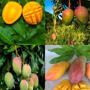 Sweet Mango Tree Live Plant, 10-14 Inch Tropical Fruit Tree for Home Garden Planting