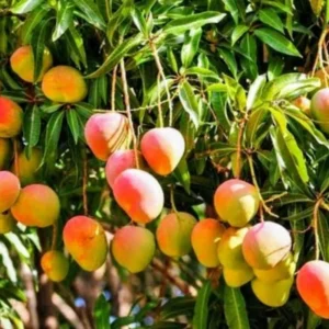 Sweet Mango Tree Live Plant, 10-14 Inch Tropical Fruit Tree for Home Garden Planting