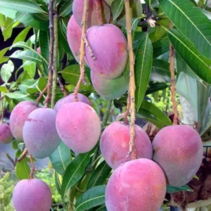 Sweet Mango Tree Live Plant, 10-14 Inch Tropical Fruit Tree for Home Garden Planting