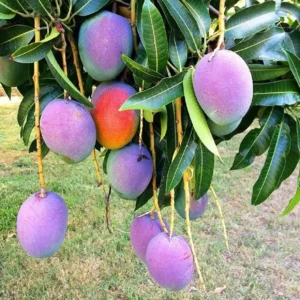 Sweet Mango Tree Live Plant, 10-14 Inch Tropical Fruit Tree for Home Garden Planting