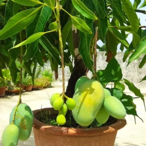 Sweet Mango Tree Live Plant - 7-11 Inch Tropical Fruit Tree for Outdoor Planting
