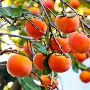 Sweet Persimmon Tree Plant Live - Potted 8-10 Inch Fruit Tree