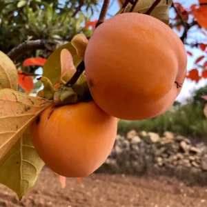 Sweet Persimmon Tree Plant Live - Potted 8-10 Inch Fruit Tree