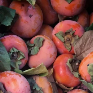 Sweet Persimmon Tree Plant Live - Potted 8-10 Inch Fruit Tree