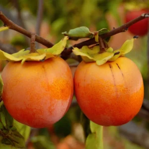 Sweet Persimmon Tree Plant Live - Potted 8-10 Inch Fruit Tree