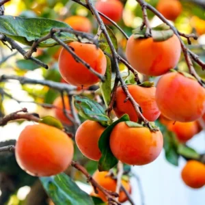 Sweet Persimmon Tree Plant Live - Potted 8-10 Inch Fruit Tree