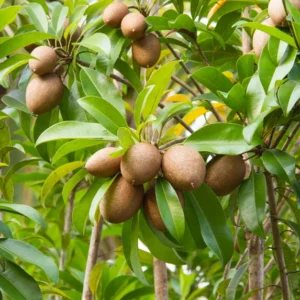 Sweet Sapodilla Tree Plant 24-36 Inches Live Sapodilla Fruit Tree