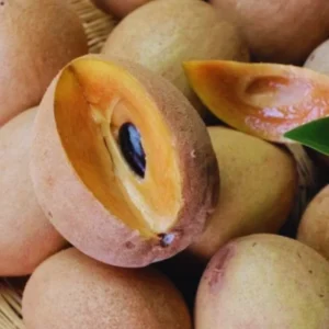 Sweet Sapodilla Tree Plant 24-36 Inches Live Sapodilla Fruit Tree