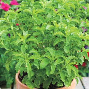 Sweet Stevia Live Plants - Herb - 4'' Pot - Planting Stevia