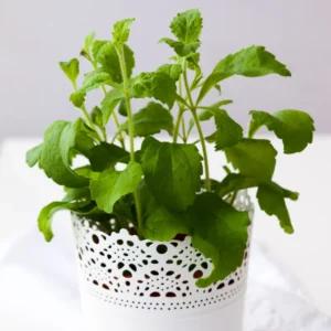 Sweet Stevia Live Plants - Herb - 4'' Pot - Planting Stevia