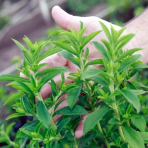 Sweet Stevia Live Plants - Herb - 4'' Pot - Planting Stevia