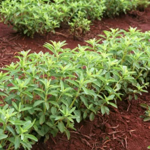 Sweet Stevia Live Plants - Herb - 4'' Pot - Planting Stevia