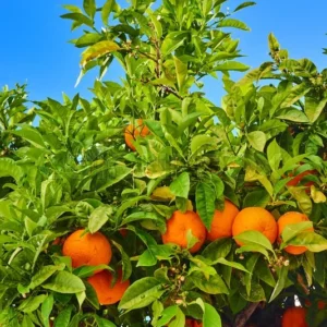 Sweet Tangerine Tree - 3 Feet Tall Grafted Mandarin Orange Fruit Tree Live Plant