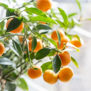 Sweet Tangerine Tree - 3 Feet Tall Grafted Mandarin Orange Fruit Tree Live Plant