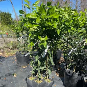 Sweet Tangerine Tree - 3 Feet Tall Grafted Mandarin Orange Fruit Tree Live Plant