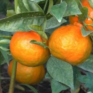 Sweet Tangerine Tree - 3 Feet Tall Grafted Mandarin Orange Fruit Tree Live Plant