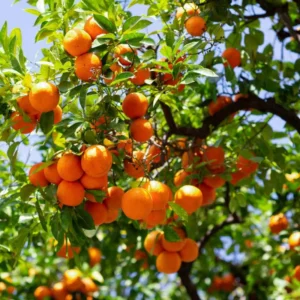 Sweet Tangerine Tree - 3 Feet Tall Grafted Mandarin Orange Fruit Tree Live Plant