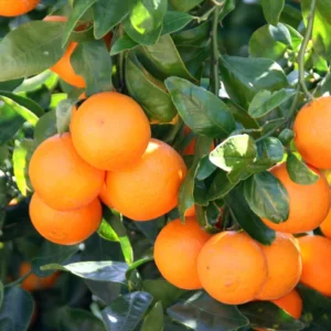 Sweet Tangerine Tree - 3Ft Live Grafted Mandarin Orange Fruit Tree in Gallon Pot