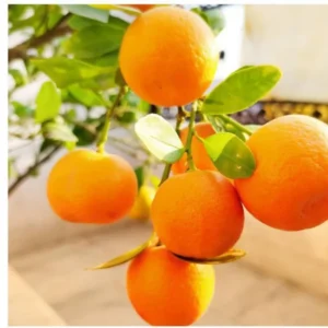 Sweet Tangerine Tree - 3Ft Live Grafted Mandarin Orange Fruit Tree in Gallon Pot