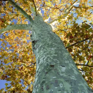 Sycamore Tree Live Plant - Ornamental Deciduous Shade Tree - 8-10 Inch Quart Pot