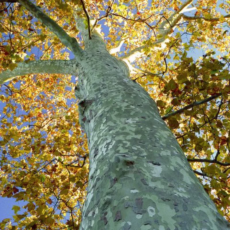 Sycamore Tree Live Plant - Ornamental Deciduous Shade Tree - 8-10 Inch Quart Pot