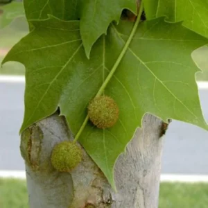 Sycamore Tree Live Plant - Ornamental Deciduous Shade Tree - 8-10 Inch Quart Pot