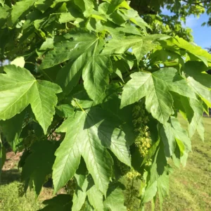 Sycamore Tree Live Plant - Ornamental Deciduous Shade Tree - 8-10 Inch Quart Pot