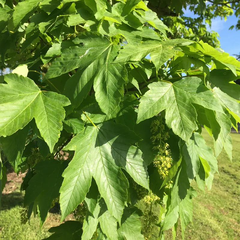 Sycamore Tree Live Plant - Ornamental Deciduous Shade Tree - 8-10 Inch Quart Pot