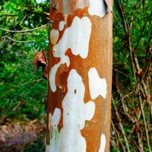 Sycamore Tree Live Plant - Ornamental Deciduous Shade Tree - 8-10 Inch Quart Pot