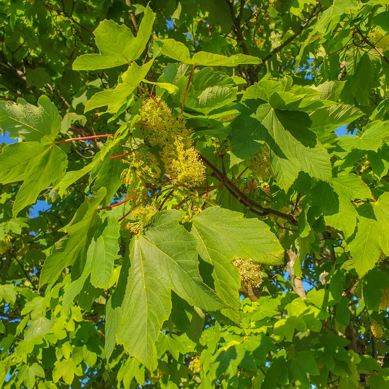 Sycamore Tree Live Plant - Ornamental Deciduous Shade Tree - 8-10 Inch Quart Pot