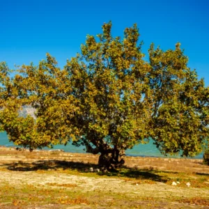 Sycamore Tree Live Plant Quart Pot Shade Tree Outdoor Growing