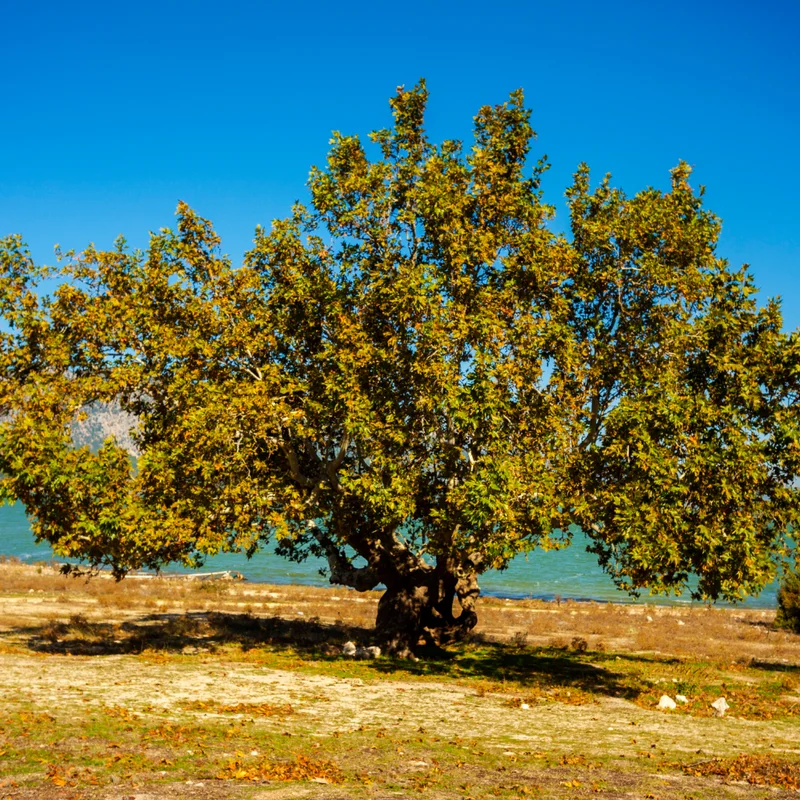 Sycamore Tree Live Plant Quart Pot Shade Tree Outdoor Growing